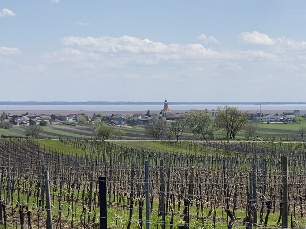 Kirschblütenradweg Neusiedlersee