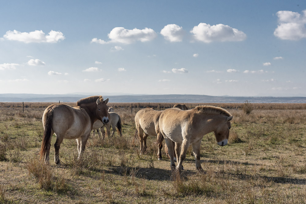 Przewalski Pferde Neusiedler See