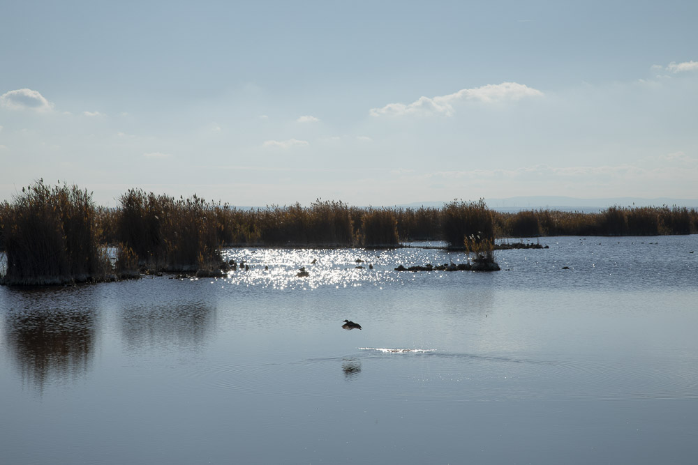 Neusiedler See