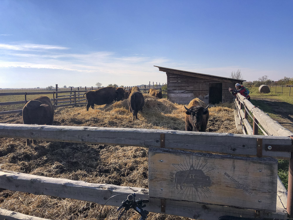 Bisons Neusiedler See